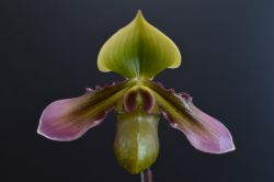 Paph.hookerae