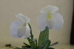 Paph.Lalita