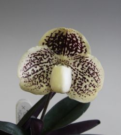 Paph.leucochilum‘Cape Rock Marvel’
