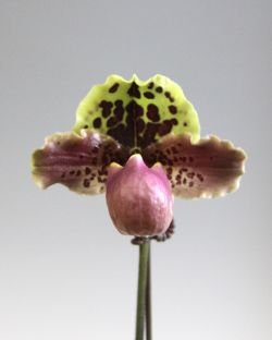 Paph.henryanum