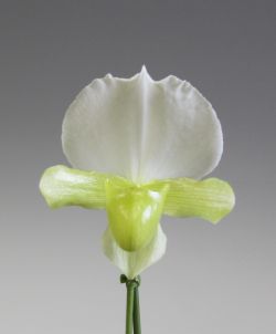 Paph. charlesworthii fma.album‘Pure Beauty’