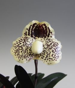 Paph.leucochilum‘Nice One’