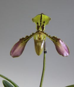 Paph.tigrinum