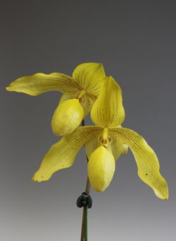 Paph.Dollgoldii’Omiyazaki’