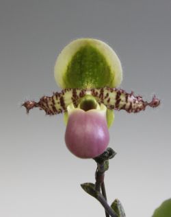 Paph.liemianum‘Pure Beauty`