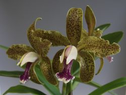 C.schofieldiana‘Nice One`