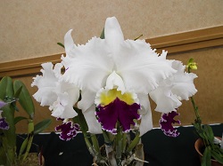 C .Micky Nagata 'Orchid Library