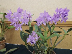 C.bowringiana var. coerulea