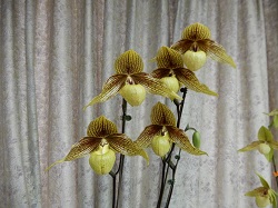 paph.Harold Koopowitz