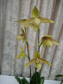 paph.Harold Koopowitz