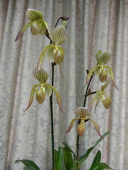 paph.Houghtoniae 'East River' AM/JOS