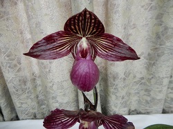 paph.Gloria Naugle