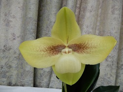 paph.hangianum