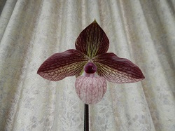 paph.Harold Koopowitz×micranthum