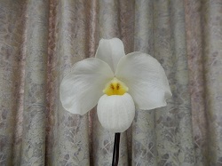 paph.Woosner Vietnam Gold