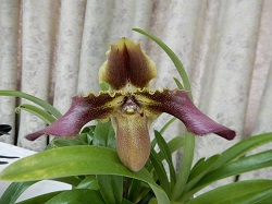 paph.esquirolei