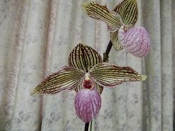 paph.Fanaticum×hangianum