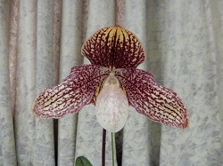 paph.leucochilum×anitum