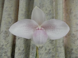 paph.Anni Fuchs