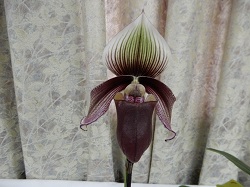 paph.superbiens ver.curtisii 'Deep Impact'