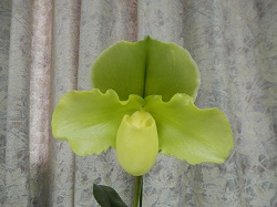 paph.(Emerald Dream×Stone Lovely)×Martian Man'