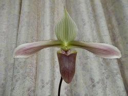 paph.dayanum