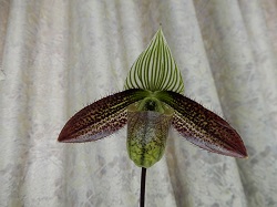 paph.wardii