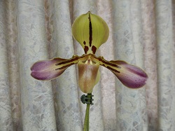 paph.tigrinum