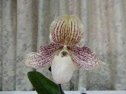 paph.Hartleyanum