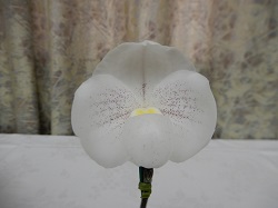 paph.niveum 'Goyu Jr'