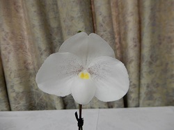 paph.niveum