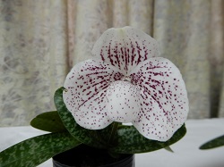 paph.angthong 'Hrleguin'