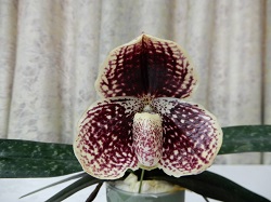 paph.leucochilum