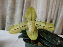 paph.concolor var.longipetalum