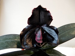 paph.leucochilum