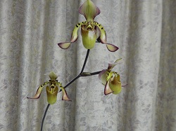 paph.richardianum