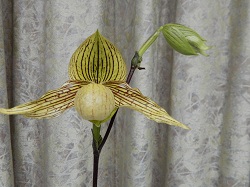 paph.Harold Koopowitz