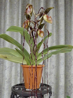 paph.sanderianum