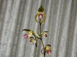 paph.gigantifolium