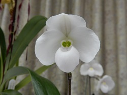 paph.thaianum