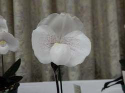 paph.niveum