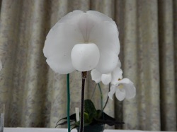 paph.niveum