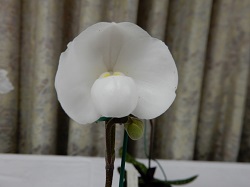 paph.niveum‘Cape Rock Royal’