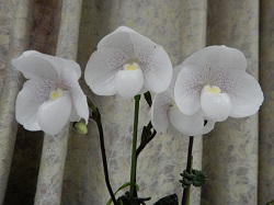 paph.niveum