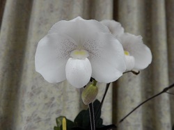 paph.niveum