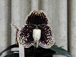 paph.leucochilum