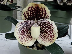 paph.leucochilum