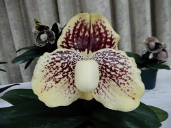 paph.godefroyae‘Hitoki’