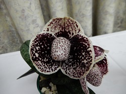 paph.S,Gratrix