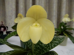 paph.concolor